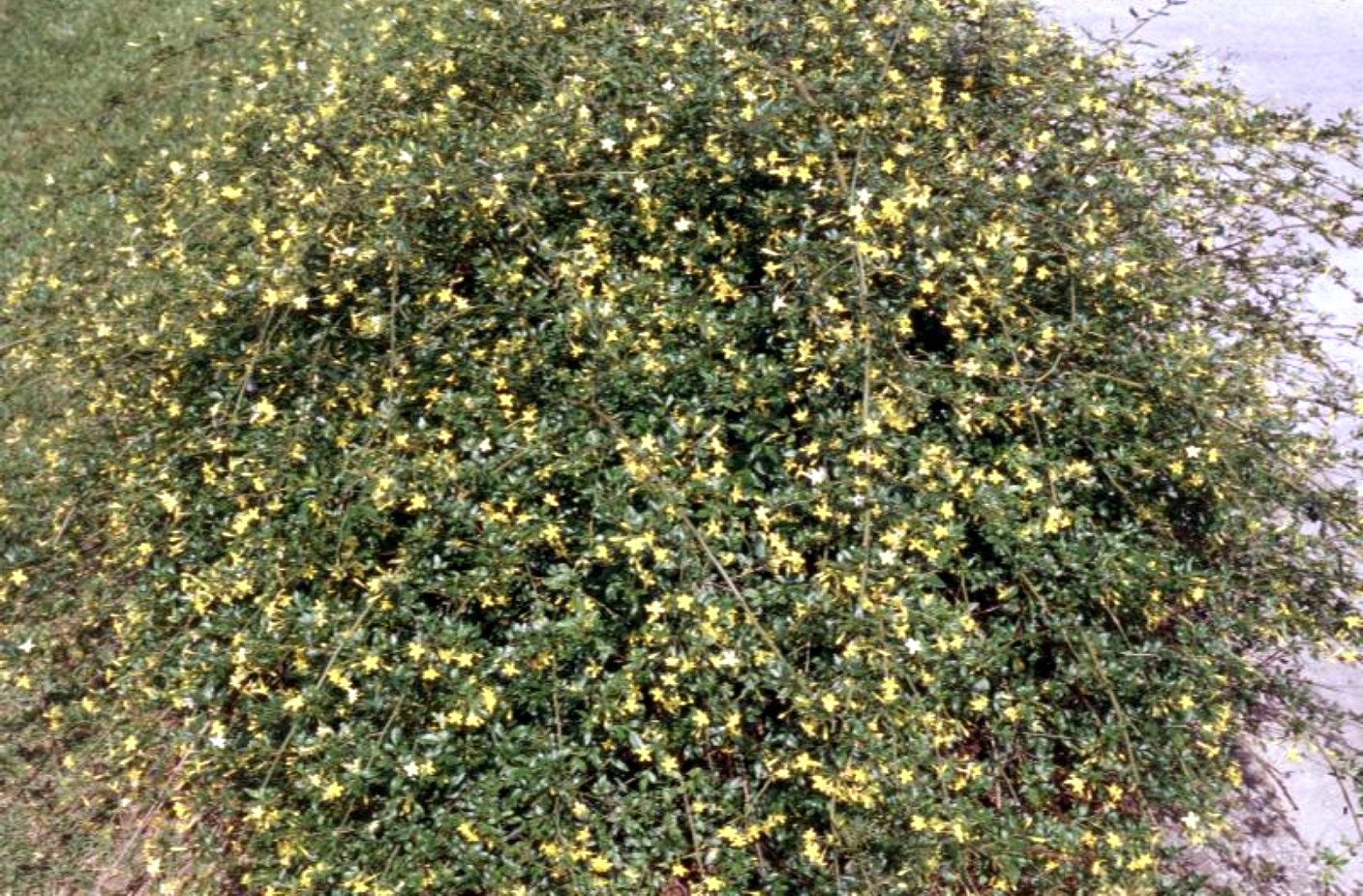 Online Plant Guide Jasminum floridum / Florida Jasmine